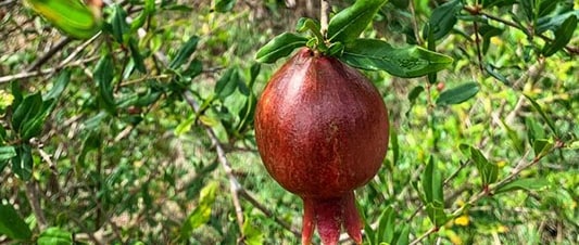Pomegranate, Aahar